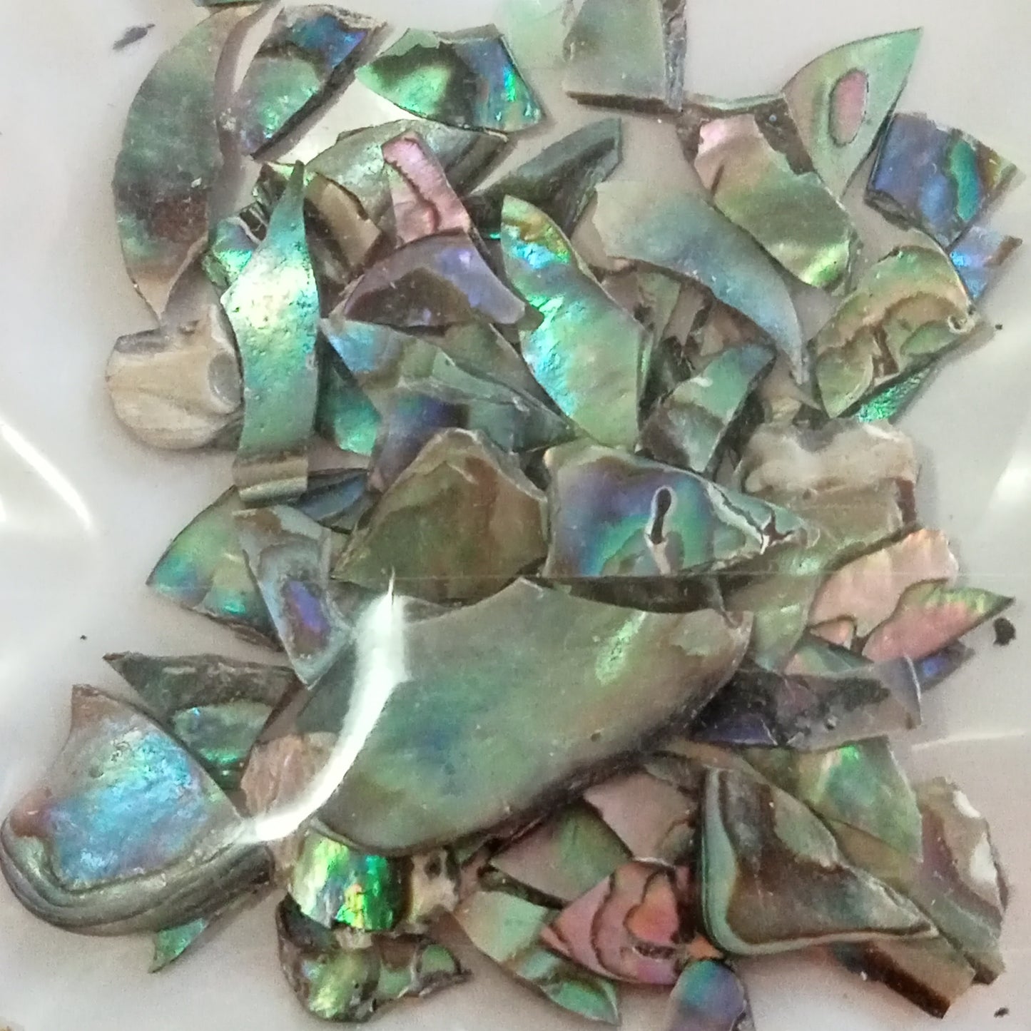 Paua Shell
